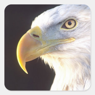 Bald Eagle Portrait, Haliaeetus leucocephalus, Square Sticker
