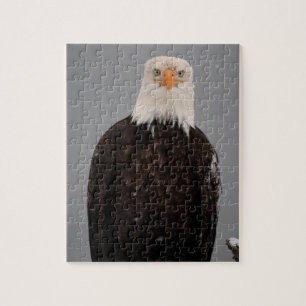 Bald Eagle Portrait in the Snow, Haliaeetus Jigsaw Puzzle