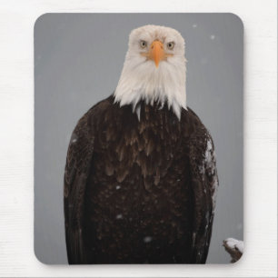 Bald Eagle Portrait in the Snow, Haliaeetus Mouse Pad