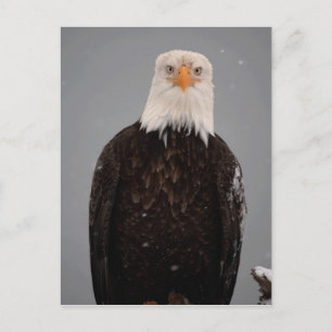 Bald Eagle Portrait in the Snow, Haliaeetus Postcard