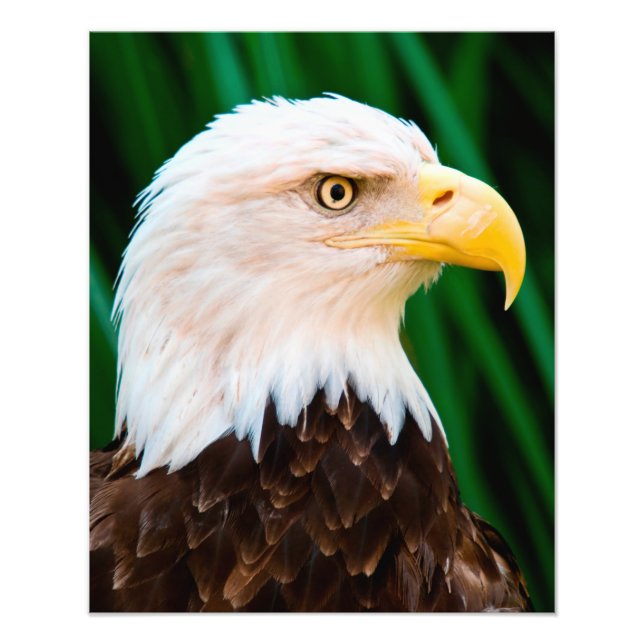 Bald Eagle Portrait Photo Print (Front)