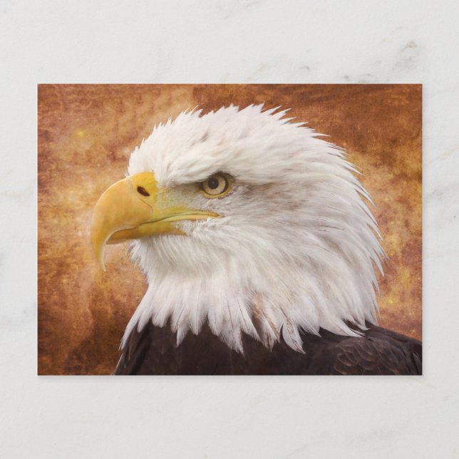 Bald Eagle Portrait Postcard (Front)
