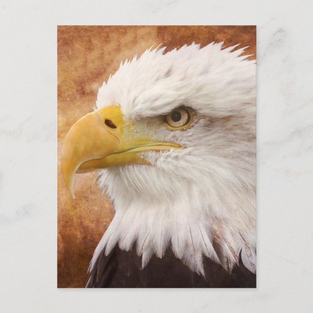 Bald Eagle Portrait Postcard (Front)