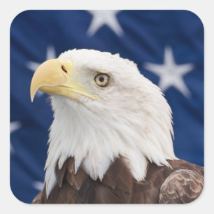Bald Eagle Portrait with stars Square Sticker