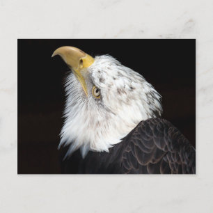 Bald Eagle Portriat Postcard