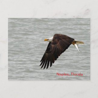 Bald Eagle Post Card