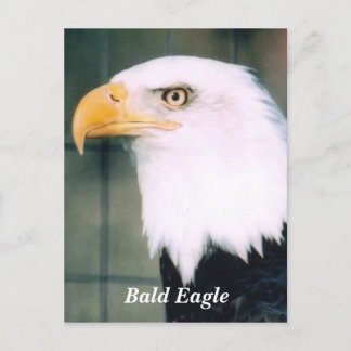 Bald Eagle Postcard