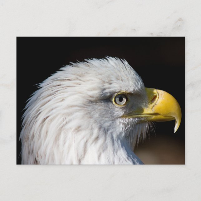 Bald Eagle Postcard (Front)