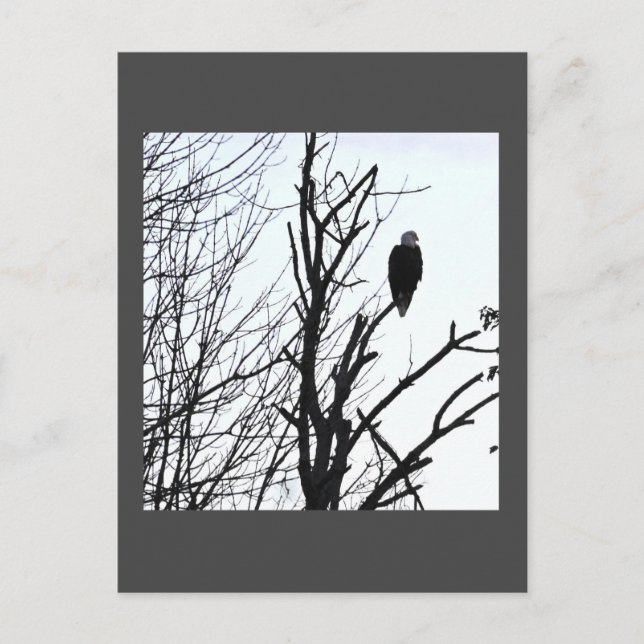 Bald Eagle Postcard (Front)