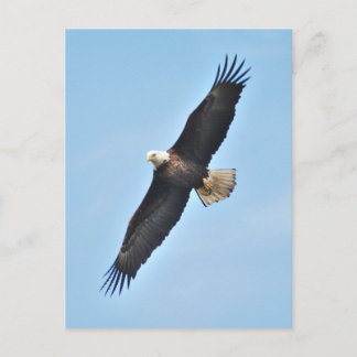 Bald Eagle Postcard