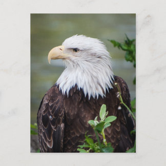 Bald Eagle Postcard