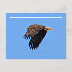 Bald Eagle Postcard
