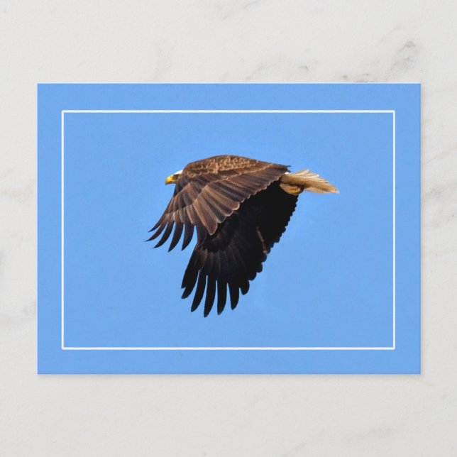 Bald Eagle Postcard (Front)