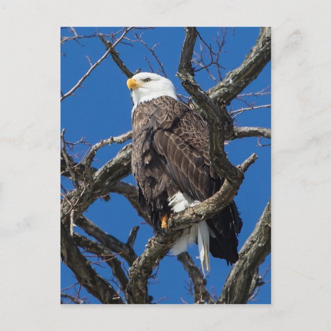 Bald Eagle Postcard (Front)