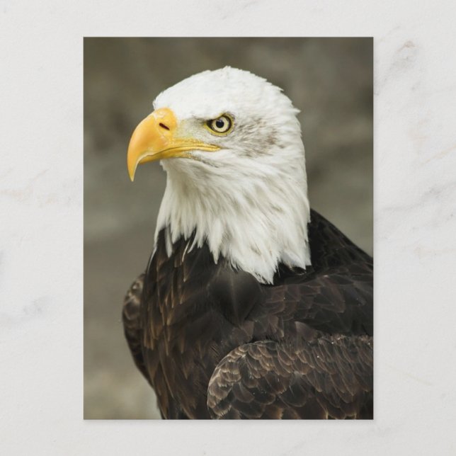 Bald eagle postcard (Front)