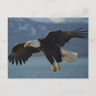 Bald Eagle Postcard