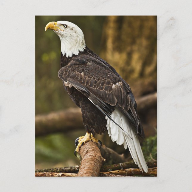 Bald Eagle Postcard (Front)