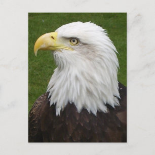 Bald Eagle Postcard