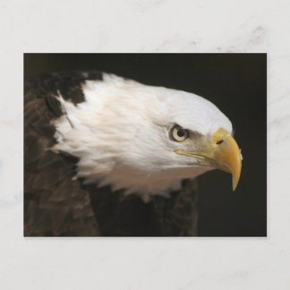 Bald Eagle Postcard
