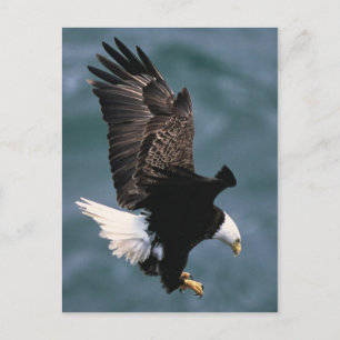 Bald Eagle Postcard