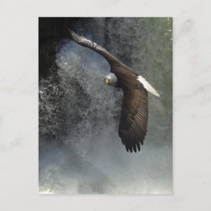 Bald Eagle Postcard