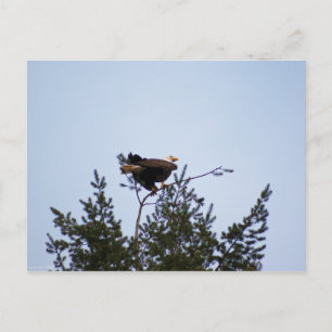 Bald Eagle Postcard