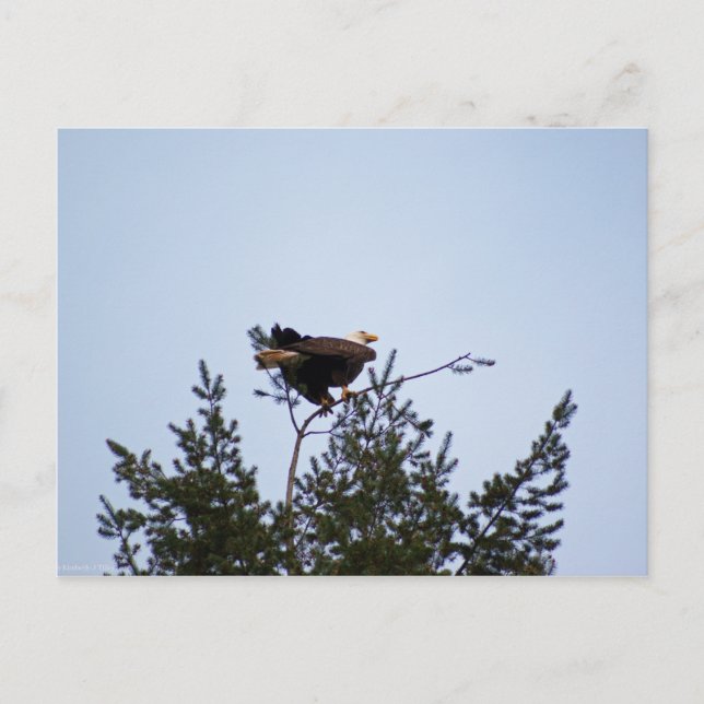 Bald Eagle Postcard (Front)