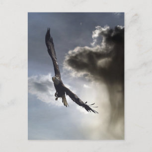 Bald Eagle Postcards