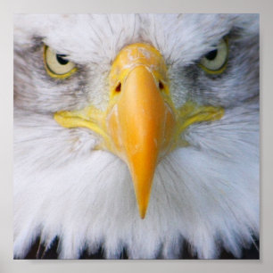 Bald Eagle Poster