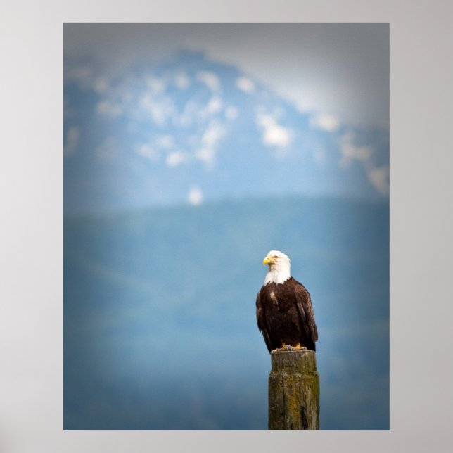 Bald Eagle Poster (Front)