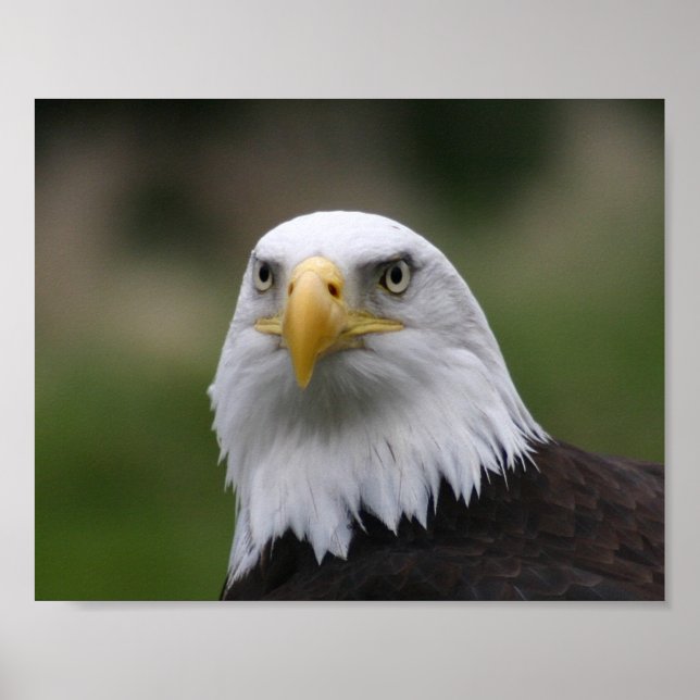 bald eagle poster (Front)