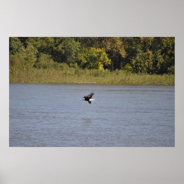 Bald Eagle Poster (Front)