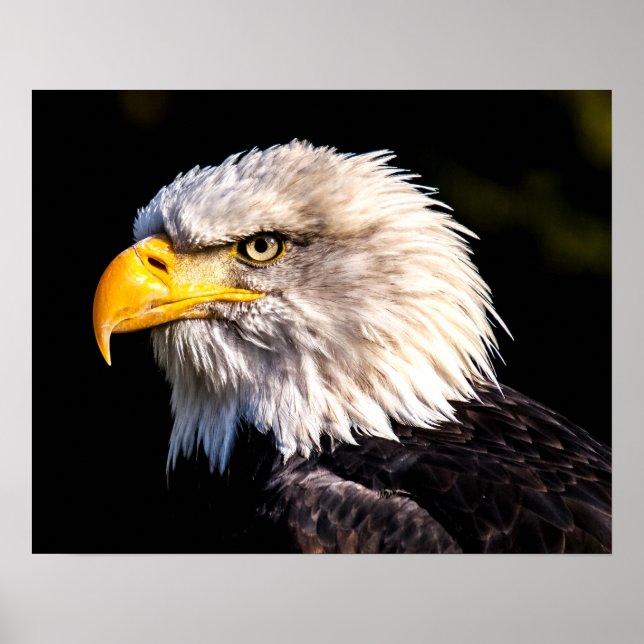 Bald Eagle  Poster (Front)