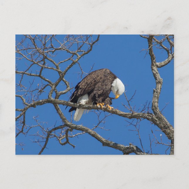 Bald Eagle Preening Postcard (Front)