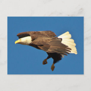 Bald eagle prepares for landing postcard