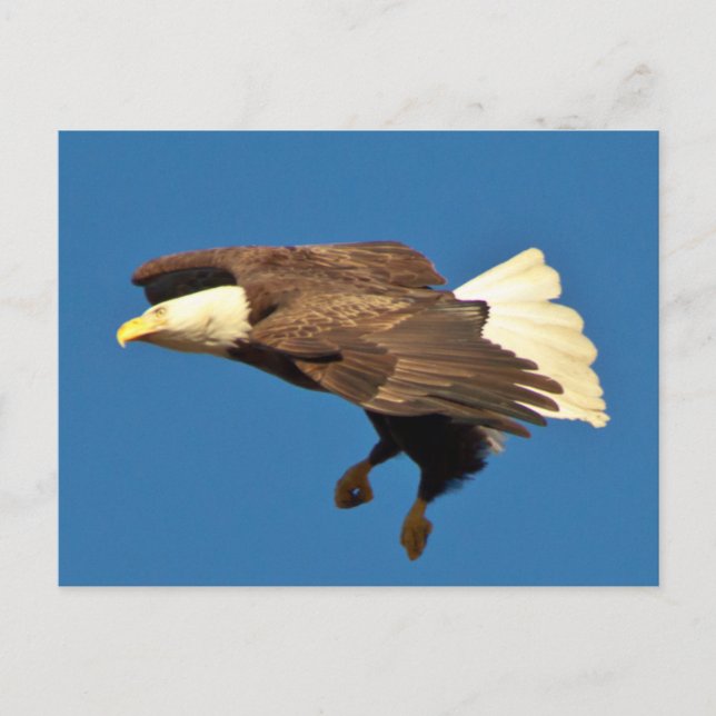 Bald eagle prepares for landing postcard (Front)