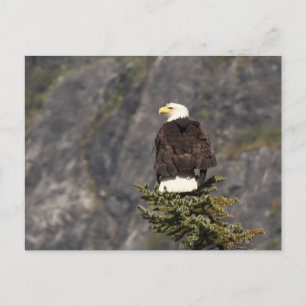 Bald Eagle Products Postcard