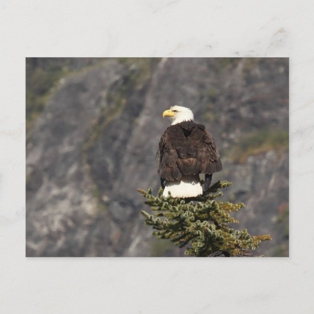 Bald Eagle Products Postcard (Front)