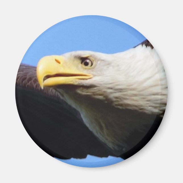 Bald Eagle Profile Magnet (Front)