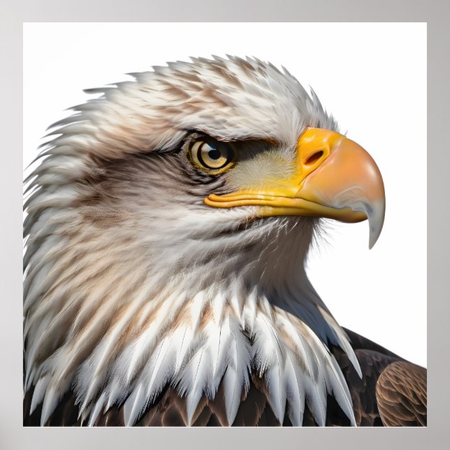Bald Eagle Profile Poster (Front)