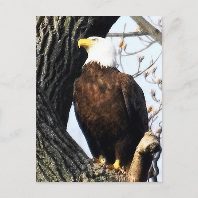 Bald Eagle, Proud And Strong Postcard (Front)