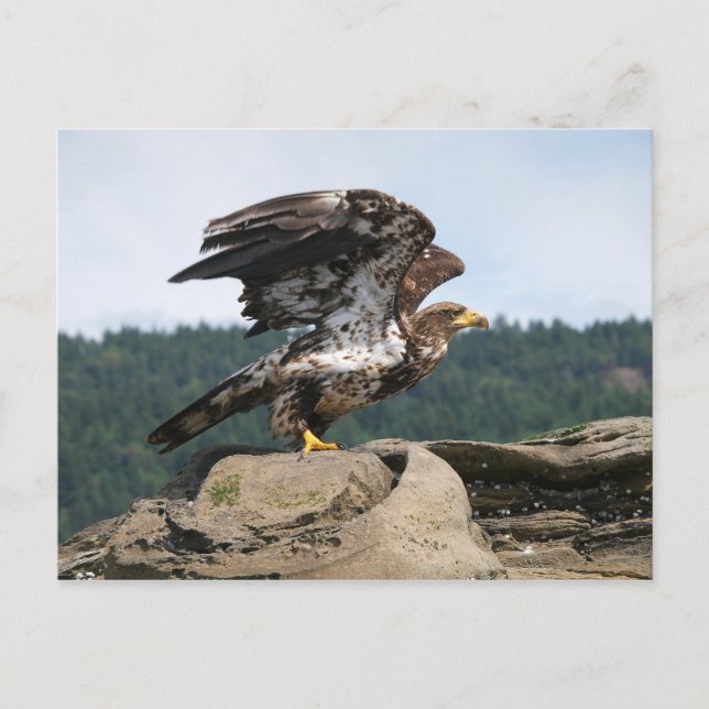 Bald Eagle Ready For Flight Postcard (Front)