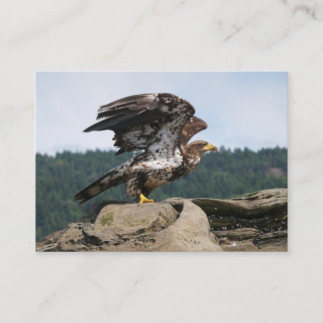 Bald Eagle Ready For Takeoff - business cards (Front)