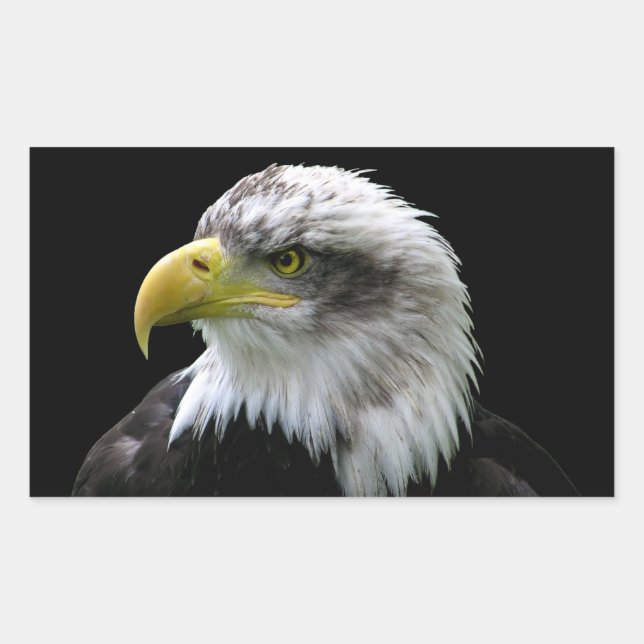 Bald Eagle Rectangular Sticker (Front)