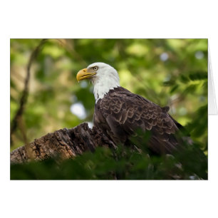 Bald Eagle Rest Stop