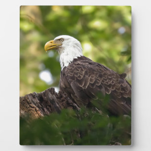 Bald Eagle Rest Stop Plaque