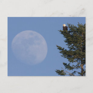 Bald Eagle Rising Full Moon Postcard