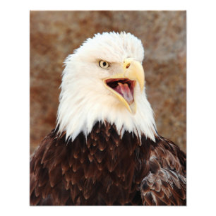 Bald Eagle Screech Photo Print