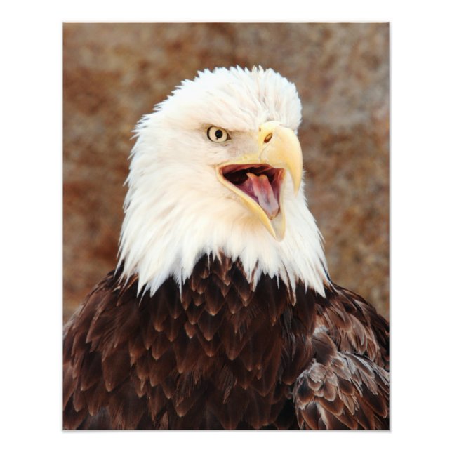 Bald Eagle Screech Photo Print (Front)