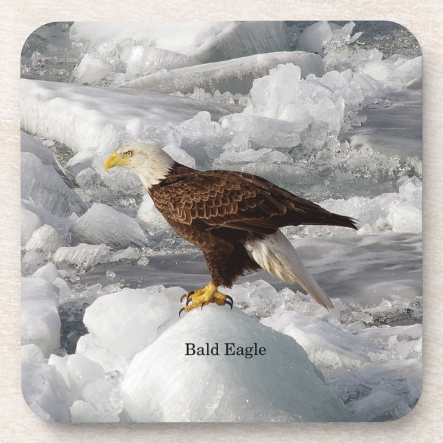 Bald Eagle set of 6 plastic coasters (Front)